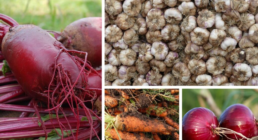 Краще за компост та перегній у 10 разів: у лютому 2026 посипте грядки ось цим добривом 