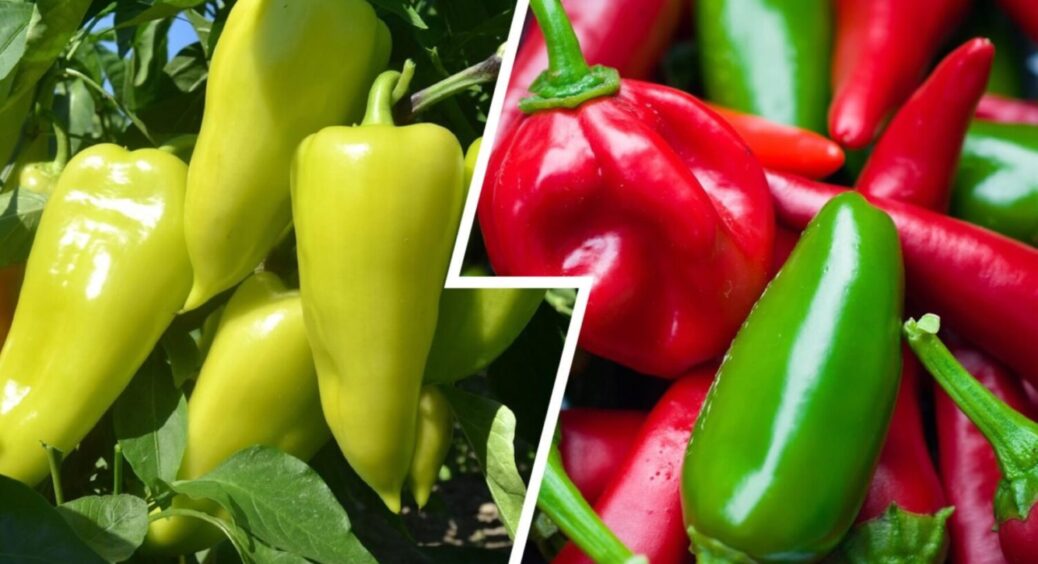 Ці 2 сорти перців радять агрономи: урожай стабільний навіть у холодне, похмуре та сире літо 