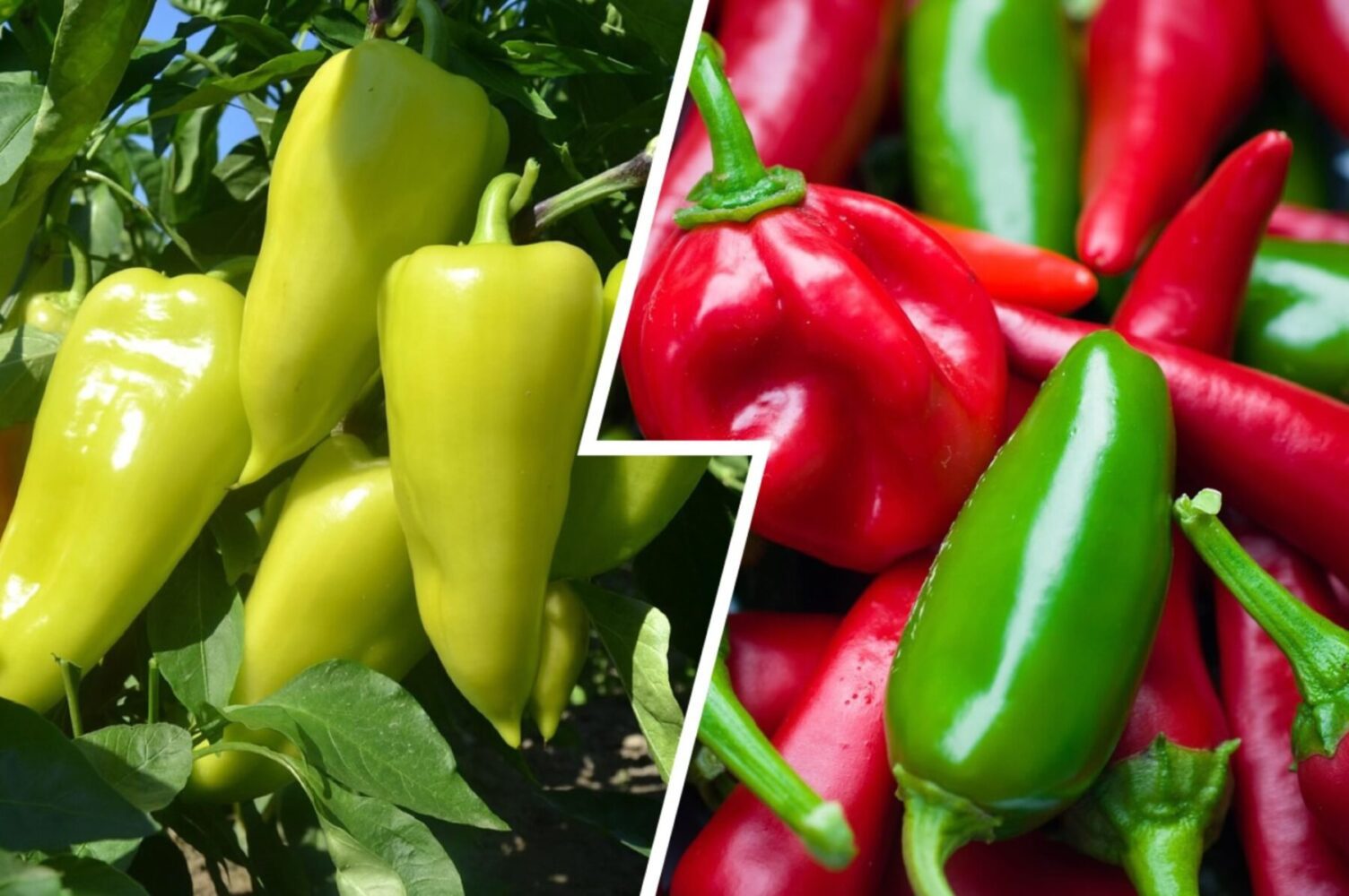 Агрономи назвали два сорти перцю, які дають високий врожай за будь-яких умов