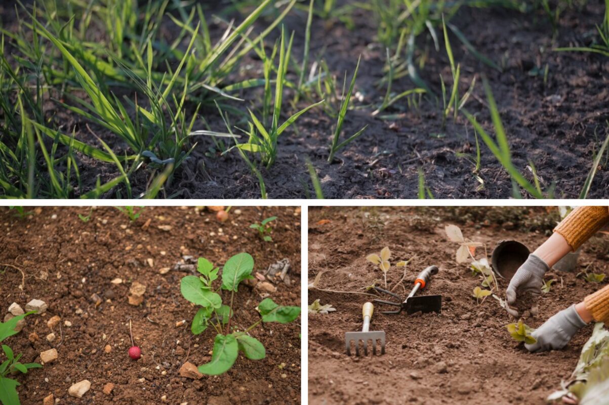 Городники розповіли, чим підживити ґрунт у листопаді-грудні 2025