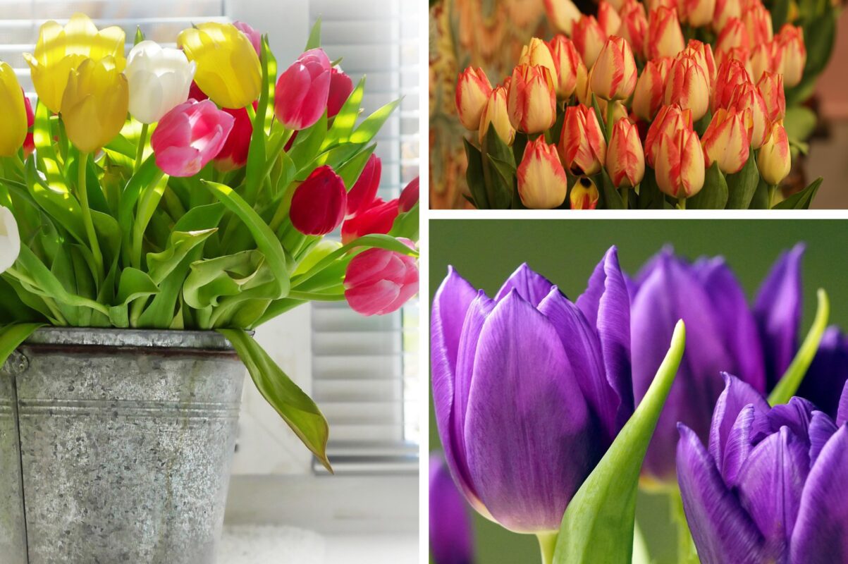 Садівники розсекретили, як посадити тюльпани під зиму в домашніх умовах