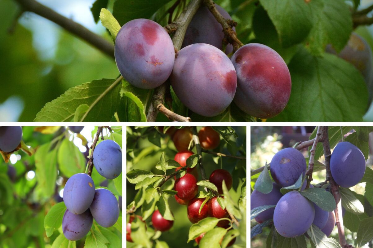 Садівники розповіли, що слід обовʼязково зробити зі сливою перед настанням зими
