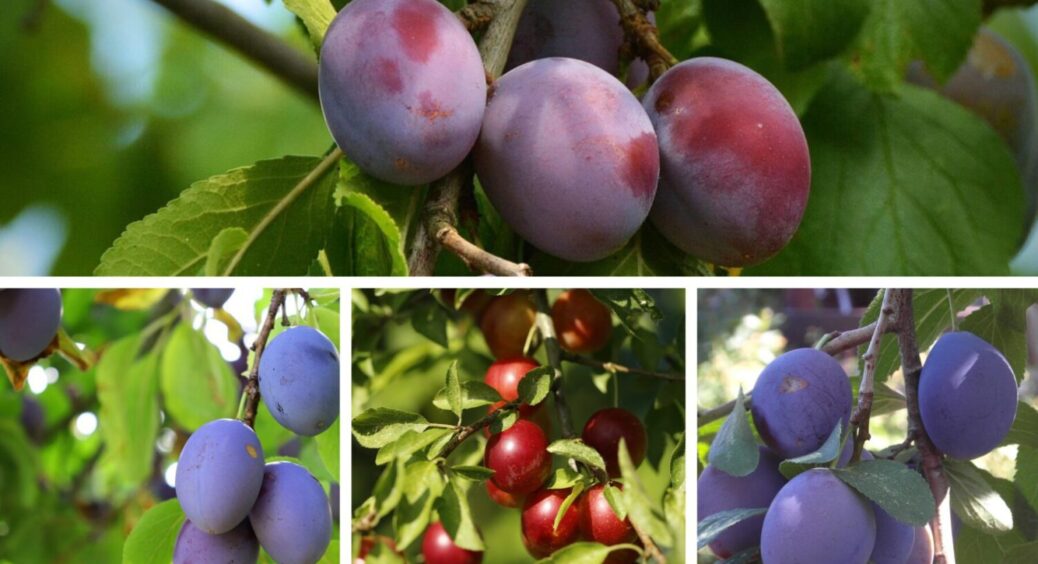 Врожаю вистачить на всіх: що треба зробити зі сливою в листопаді 2025 – 1 простий прийом 
