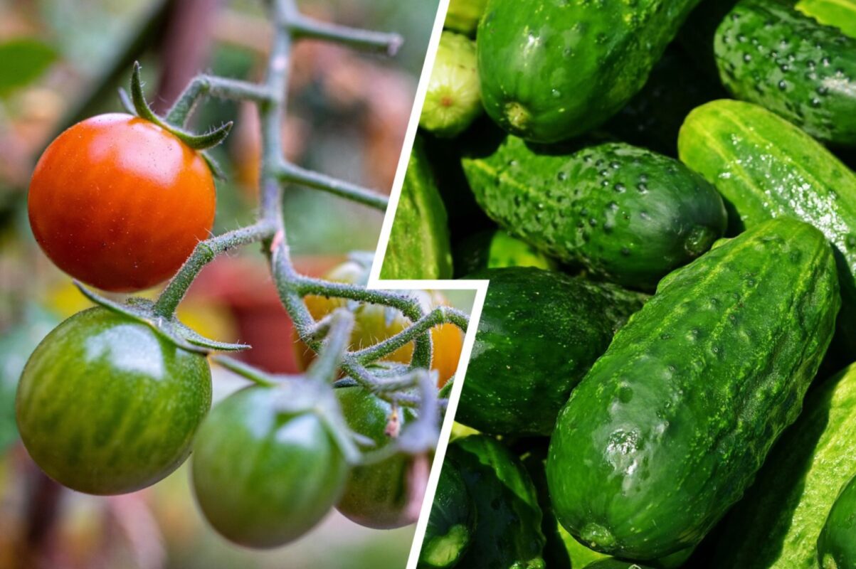 Городники розповіли, чому не можна висаджувати помідори після огірків