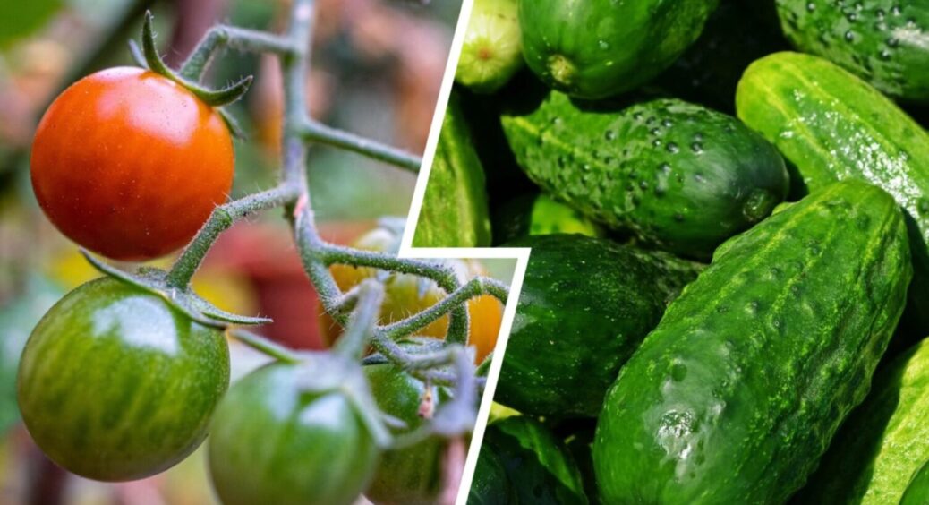 Прихований ворог, про якого мовчать заздрісні дачники: ОСЬ чому помідори гинуть після огірків 