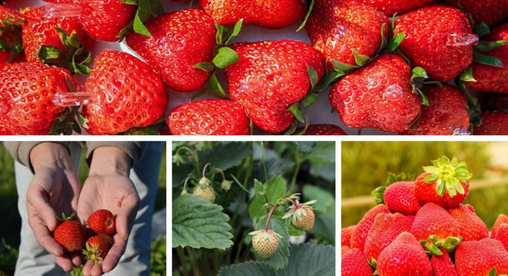 До 30 листопада внесіть це добриво під полуницю – в 2026-му вродить рекордний врожай 