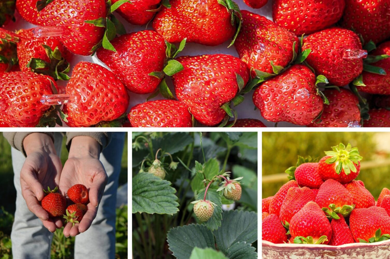 Садівники розсекретили, чим підживити полуницю до кінця листопада 2025