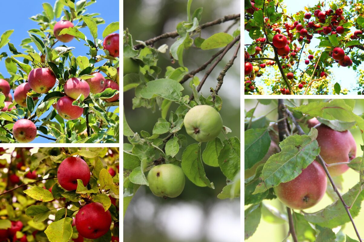 Садівники розповіли, як врятувати яблуні від парші – ефективна обробка