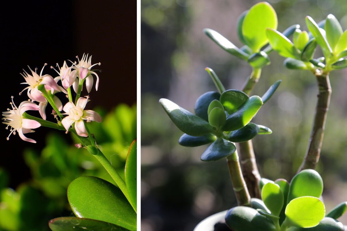 Городники розповіли, чим підживити грошове дерево для рясного цвітіння