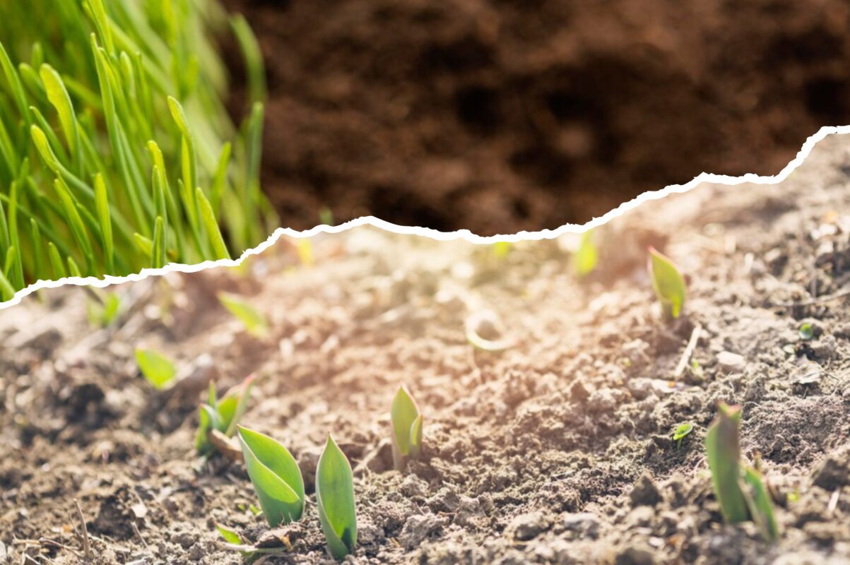 Городники розповіли, як і коли провести посів по замерзлій землі