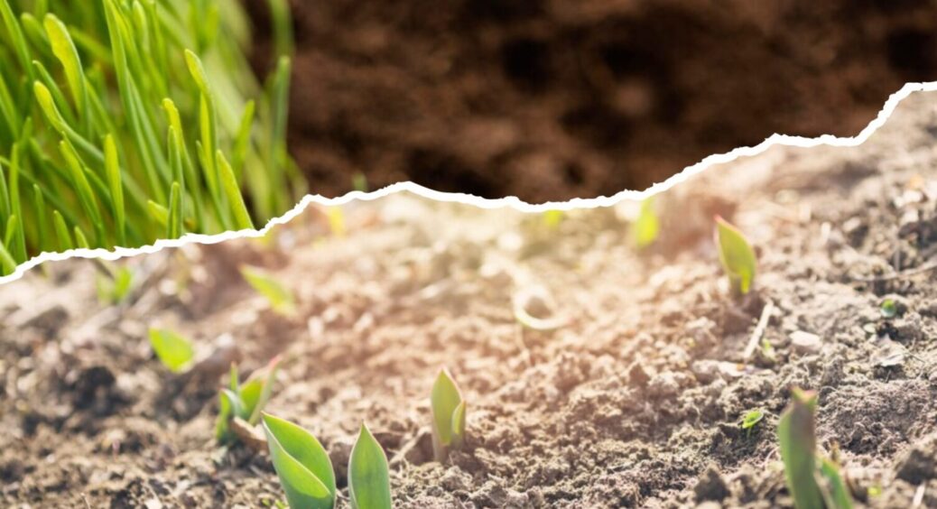 Сію по мерзлій землі – і отримую МЕГА врожай: які рослини підходять для зимового посіву 