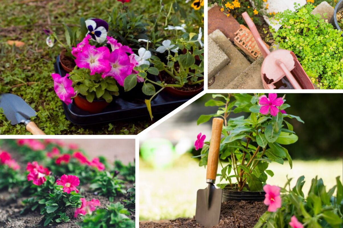 Садівники розсекретили квіти, які цвітуть протягом багатьох років