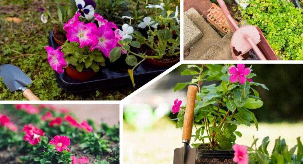 Ці 9 багаторічників саджаю – і цвіт нереальний маю: які квіти цвістимуть все життя 