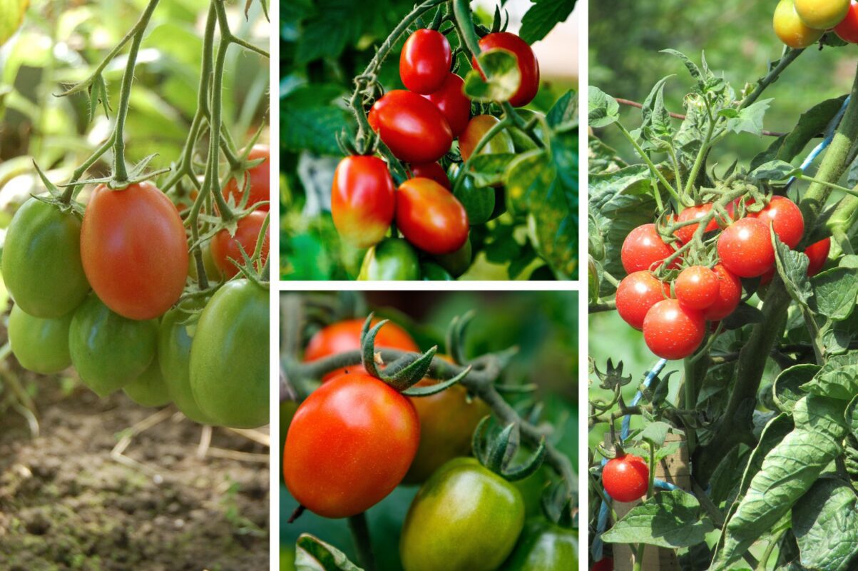 Агрономи розсекретили найсмачніший сорт томатів, який дає високий врожай