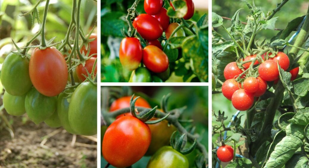Цей томат, ніби зірвався з ланцюга: росте в дощ, холод, сирість – забиває грядку плодами 
