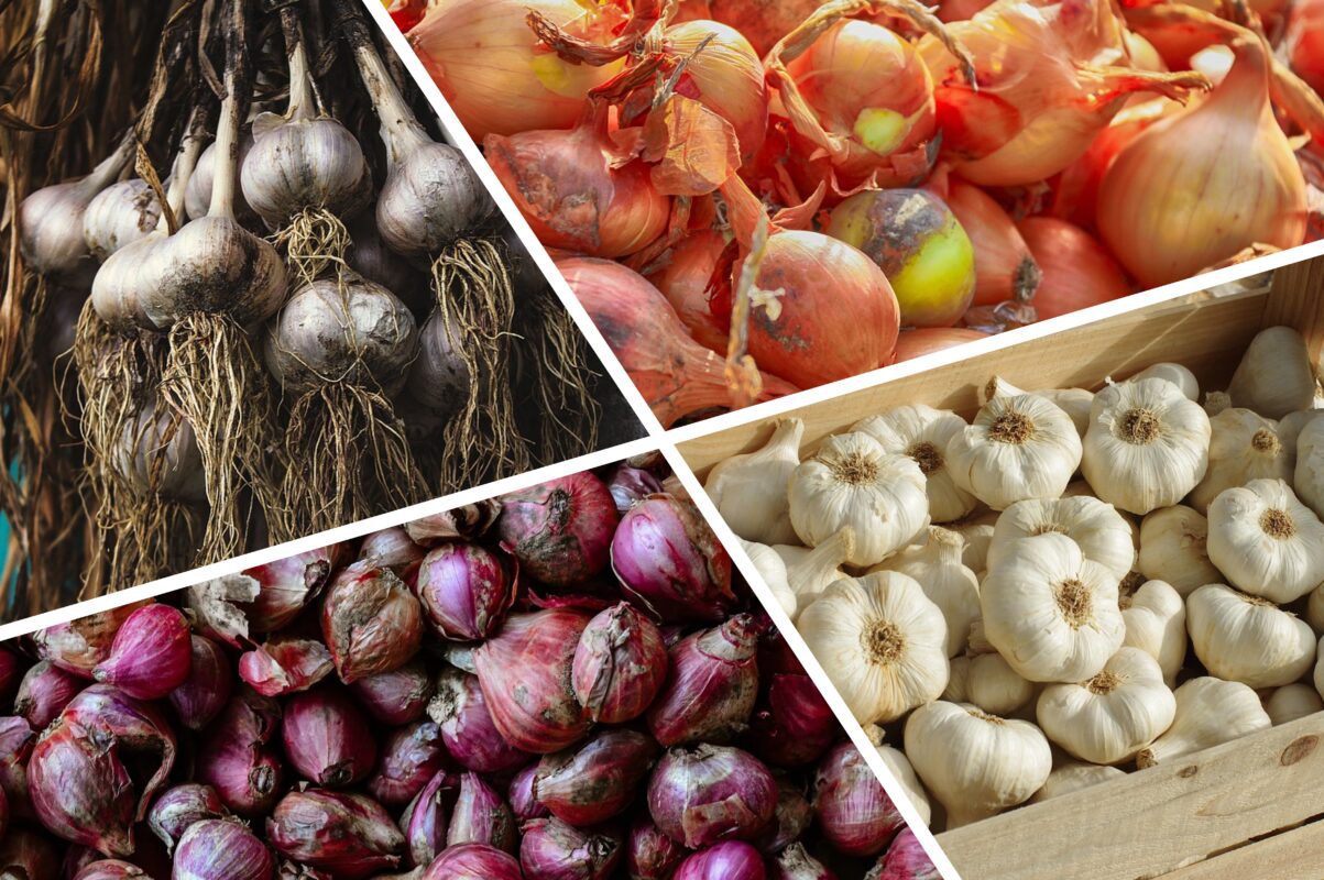 Городники розповіли, як продовжити лежкість цибулі та часнику на довгі місяці