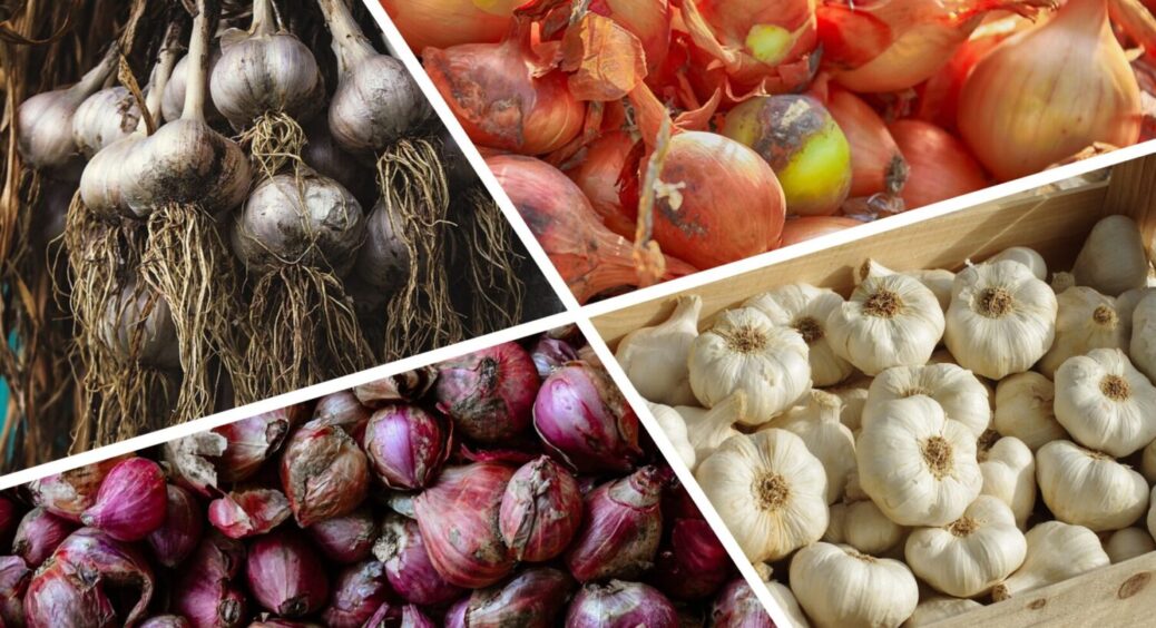 Не гниє ні часник, ні цибуля: кладу в ящики цей 1 продукт, і проблем не знаю вже 15 років 