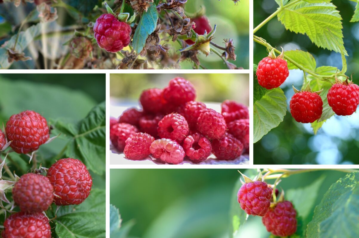 Садівники розсекретили список найкращих сортів малини для посадки восени 2025