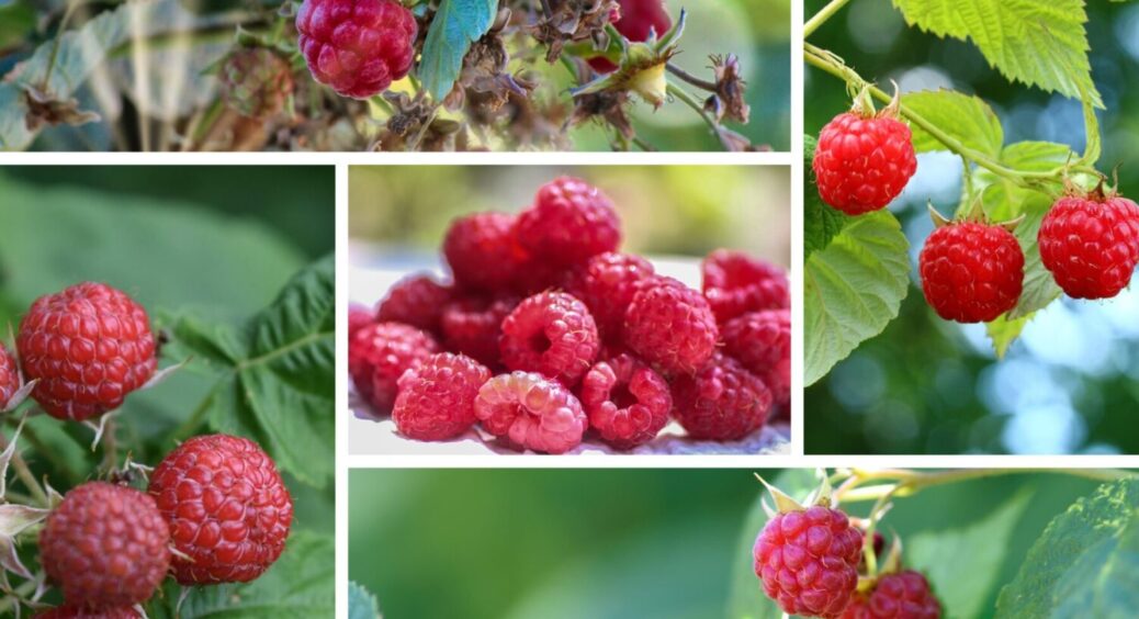 Сиплю це під кущ, і багатий урожай малини гарантований на роки вперед: роблю так з 2002-го 