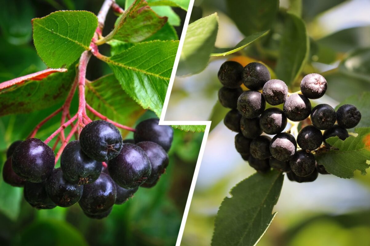 Садівники розповіли, який ягідний кущ посадити пізньою осінню 2025