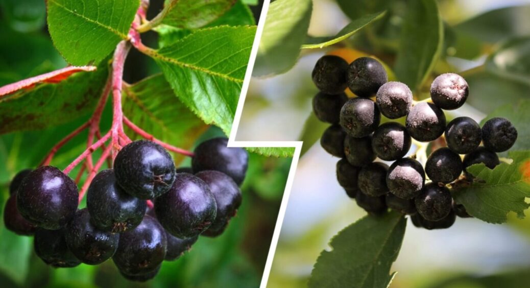 Цей 1 кущ – ідеальний для посіву пізньою осінню – плоди солодкі та великі. Назва тут 