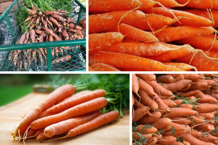 Агроном розповів, які сорти моркви обрати для зберігання 