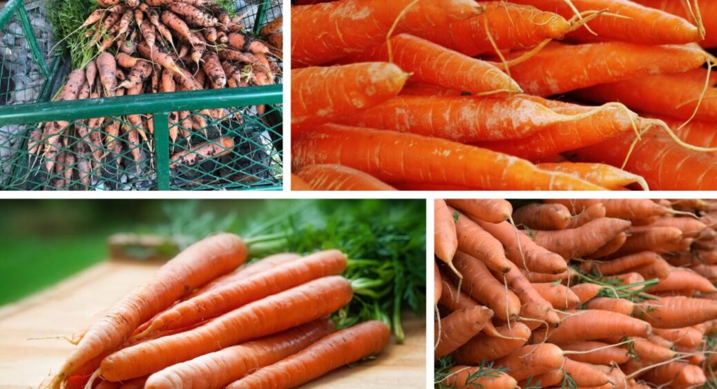 Ці 3 сорти моркви лежать у погребі до червня, не гниють, не проростають, не дрябнуть: мій вибір 