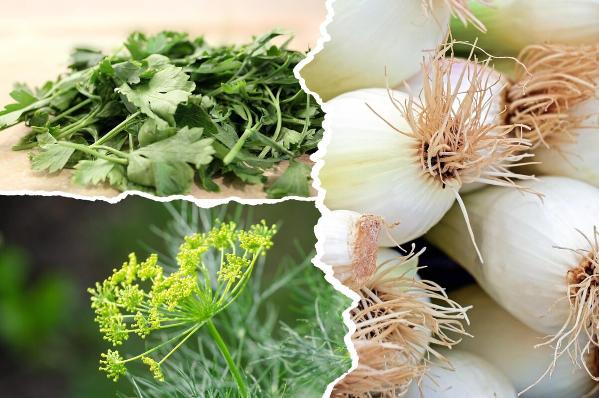 Дачники розповіли, як зберегти врожай петрушки, кропу та цибулі на довгі місяці