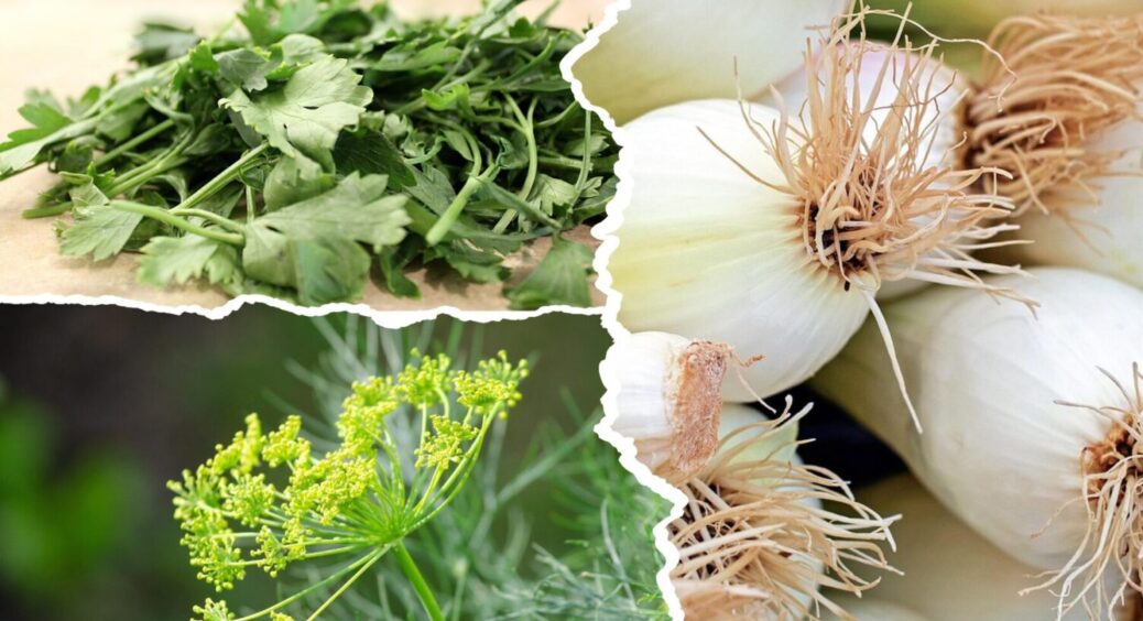 Петрушка, кріп, зелена цибуля + 1 спосіб: ось як зберегти свіжість зелені на довгий час 