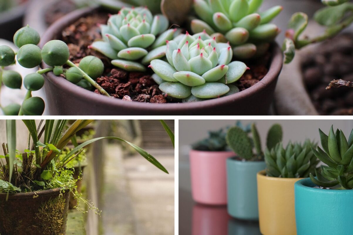 Садівники розповіли, що зробити з рослинами, в яких листя стає коричневим