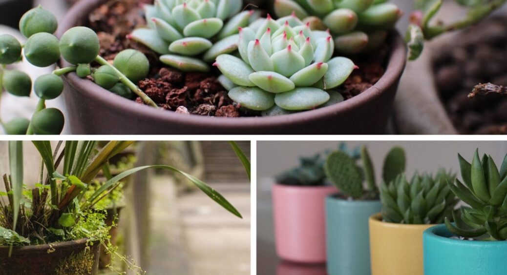 Якщо листя стає коричневим – 1 дієве рішення: як повернути життя кімнатним рослинам 