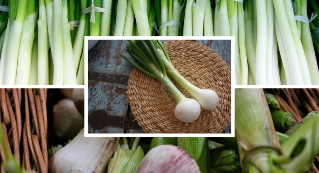 Якщо не маєте городу, зробіть це вдома: як виростити цибулю в квартирних умовах – 1 спосіб 