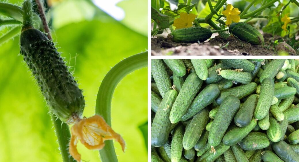 Для лінивих городників: який огірок дає сходи на всі 100 відсотків – мій улюбленець 