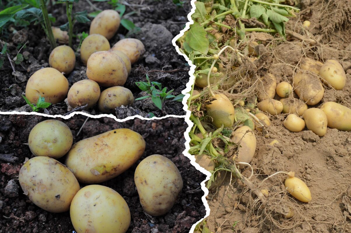Городники розповіли, як підготувати ділянку для висаджування картоплі