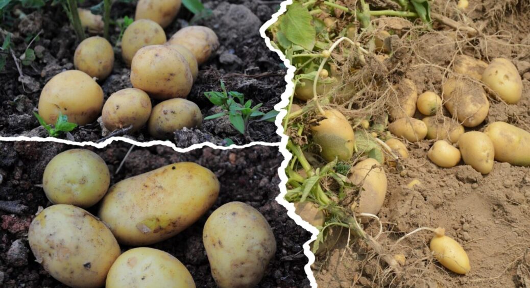 Урожай картоплі збільшиться в 3 рази на Київщині та Чернігівщині: вношу це, і не “парюся” 