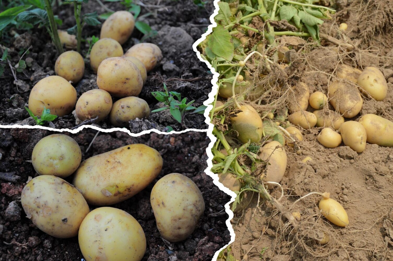 Городники розповіли, як підготувати ділянку для висаджування картоплі