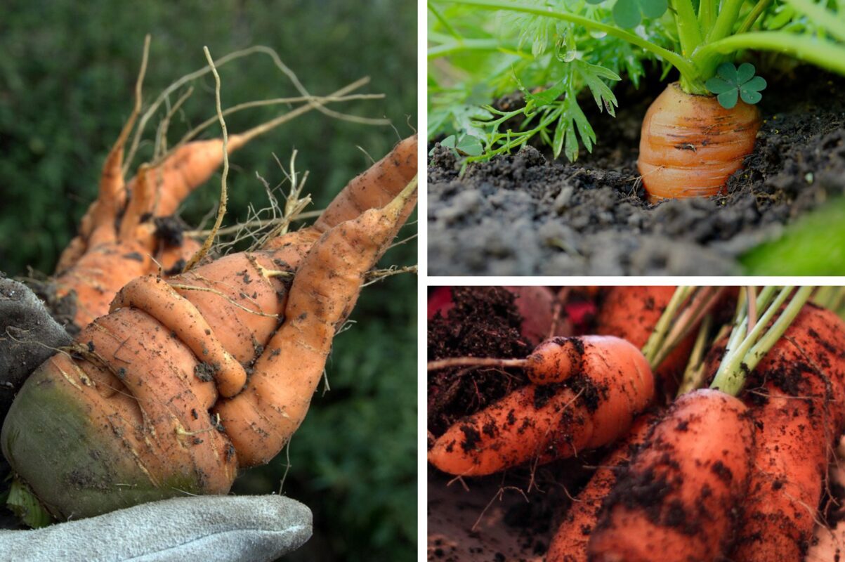 Агрономи розповіли, які сорти моркви ідеально підходять для посіву під зиму