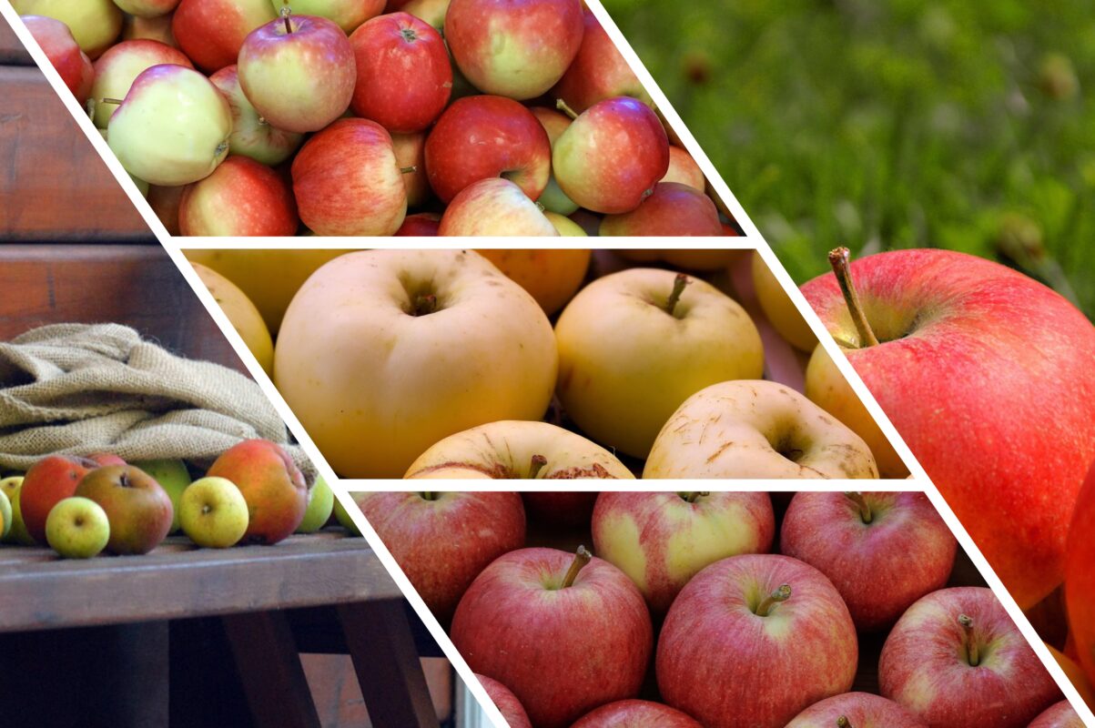 Дачники розсекретили, як зберегти свіжість яблук на кілька місяців