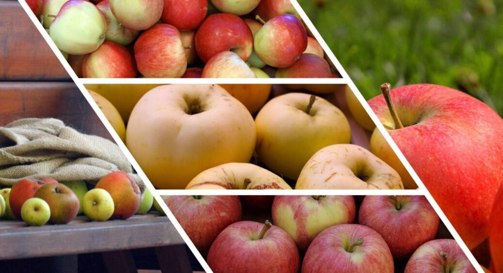1 помилка, і яблуня не плодоносить увесь сезон: лив сльози, а потім почув про цей нюанс 