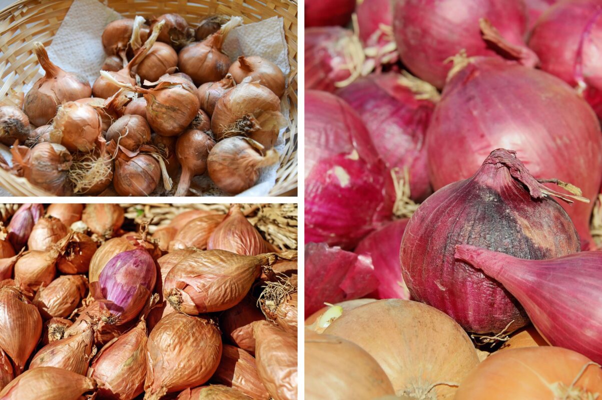 Городники розповіли, що слід зробити з цибулею перед її посадкою