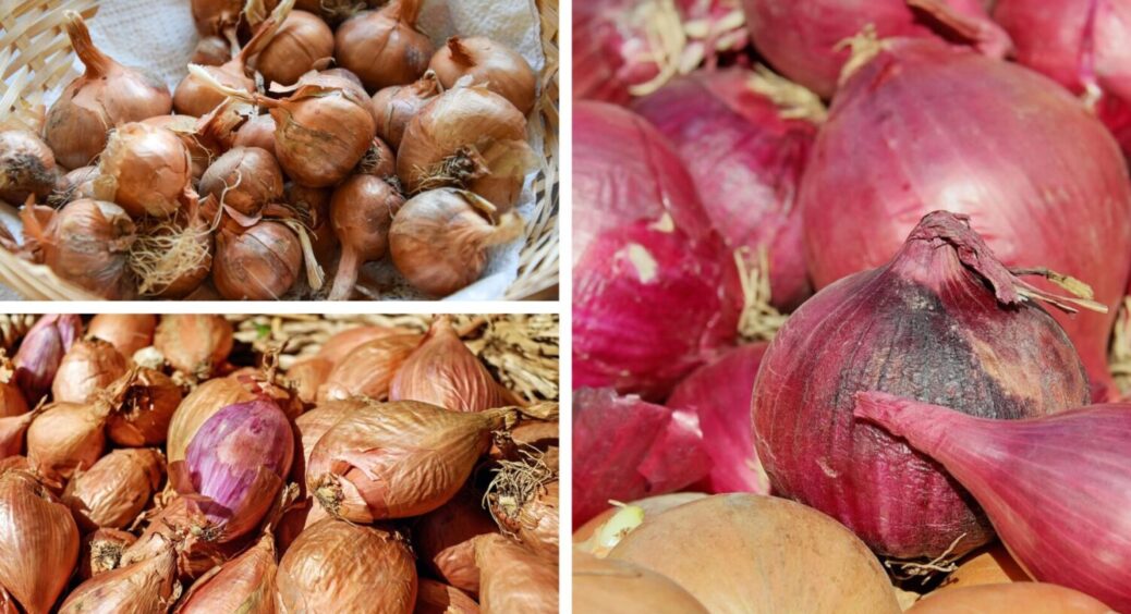 Цибуля зберігатиметься всю зиму: прогріваю сіянку у духовці при 40 градусах перед посадкою 