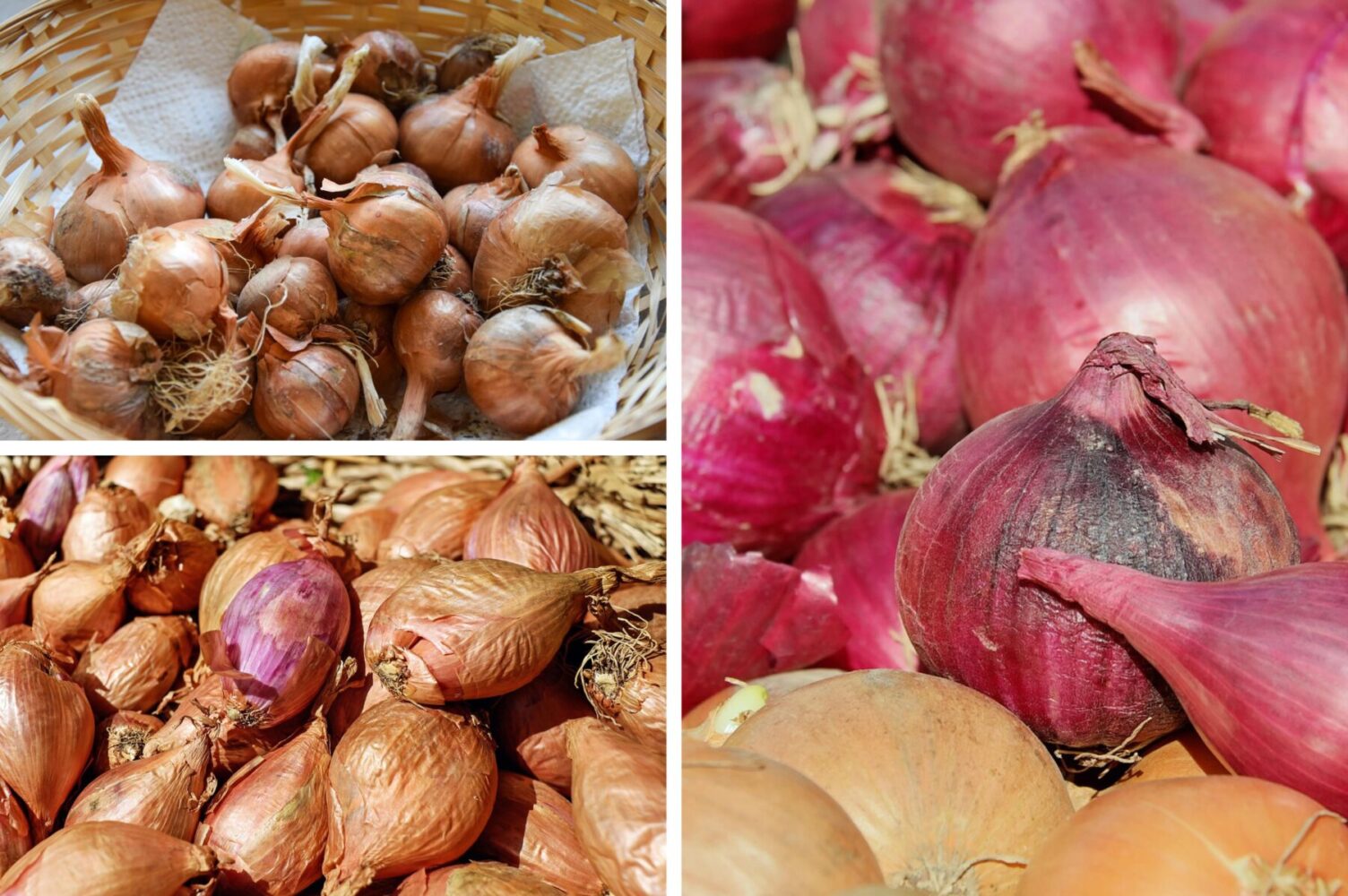 Городники розповіли, що слід зробити з цибулею перед її посадкою