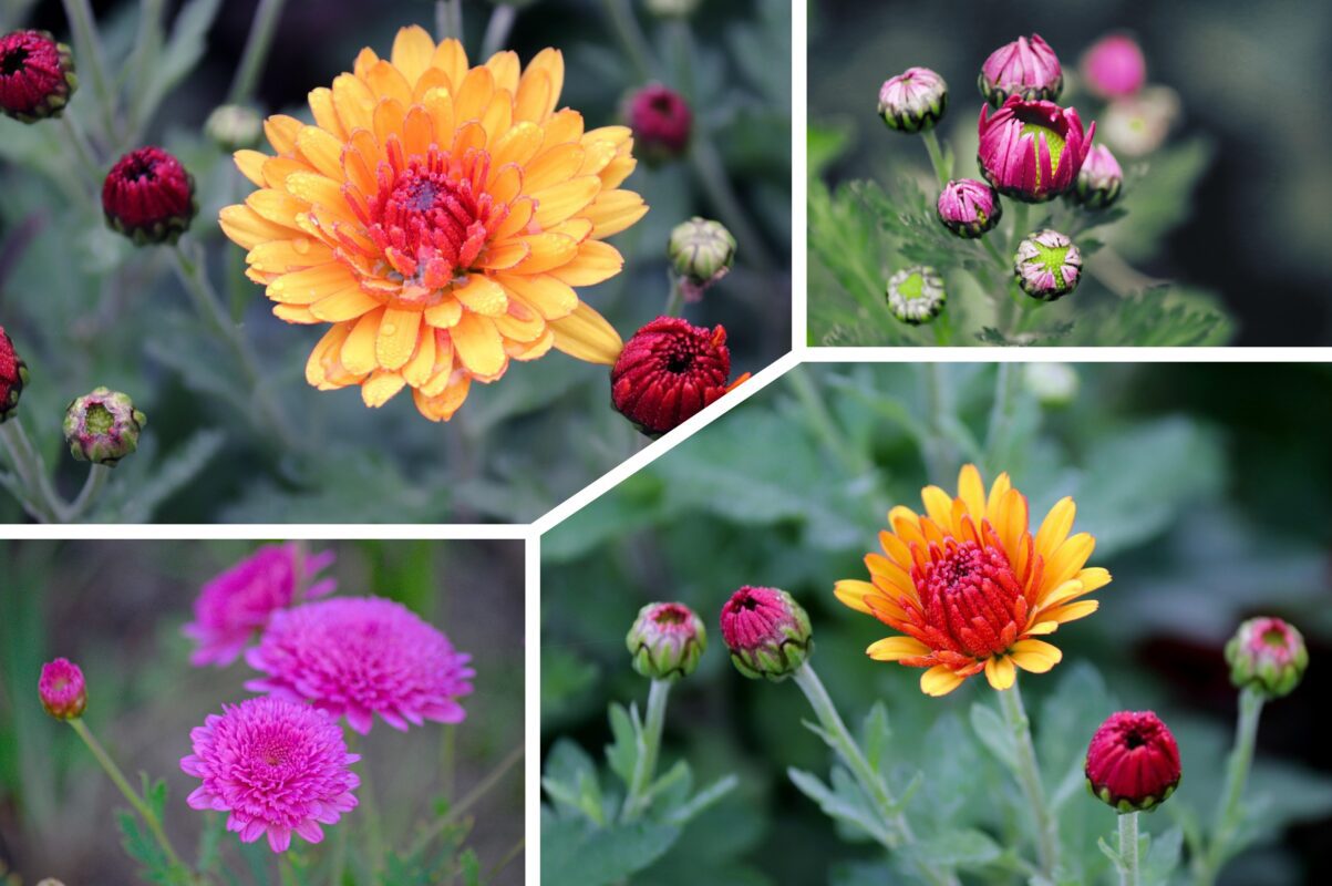 Садівники назвали найкращий час для посадки хризантем у відкритий ґрунт
