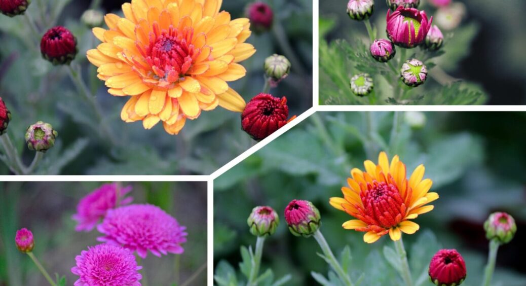 До 30 листопада треба встигнути: ось коли і як проводять висадку хризантем у ґрунт 
