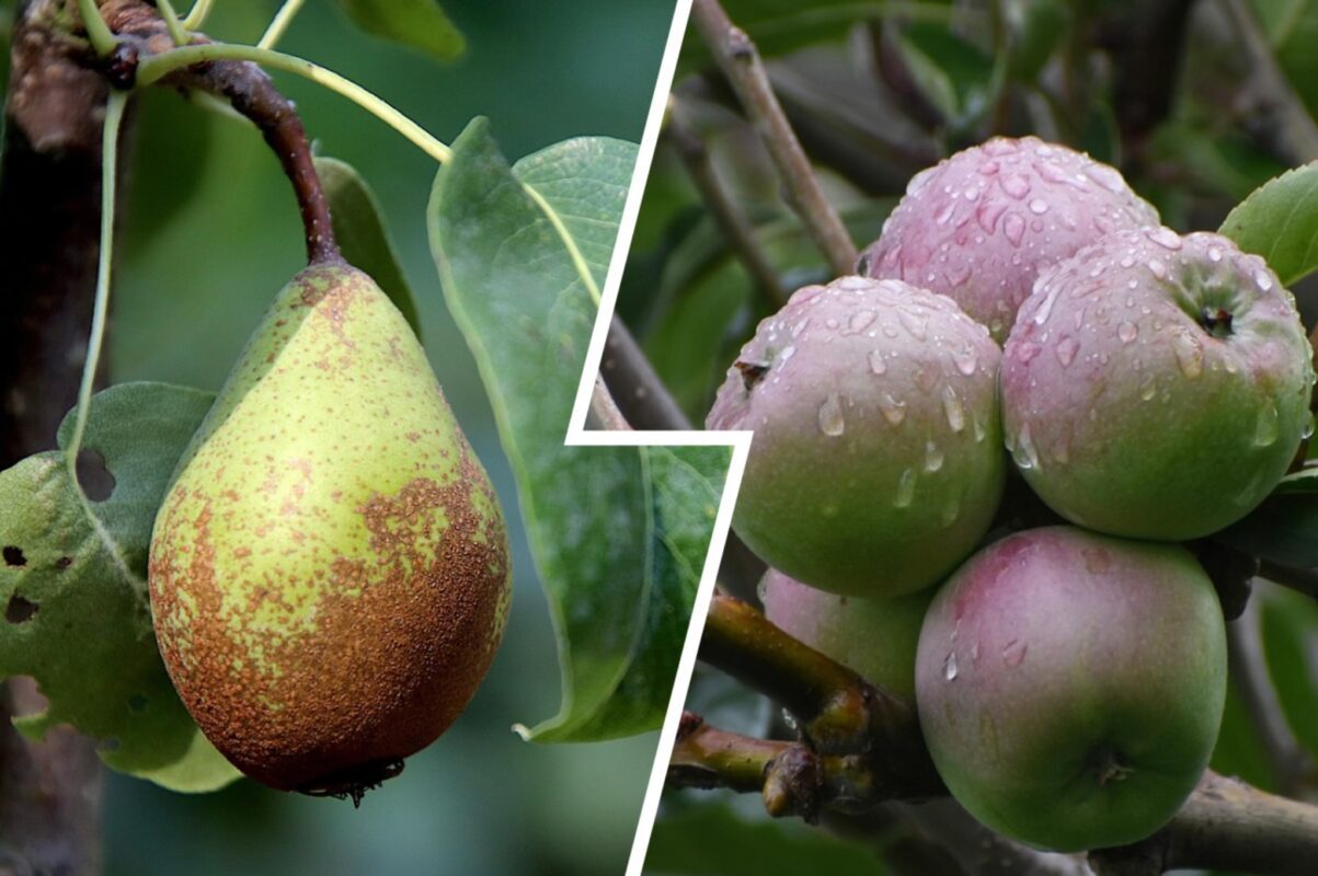 Садівники розсекретили, чим підживити саджанці плодових дерев