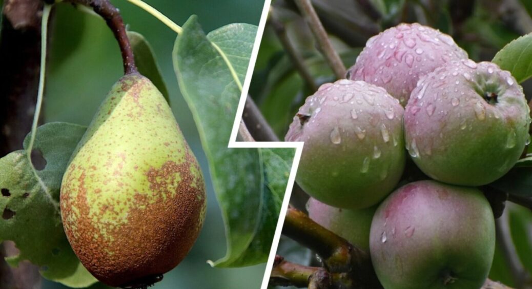 Підуть в ріст миттєво: ось що вношу в ґрунт під час посадки саджанців плодових дерев 