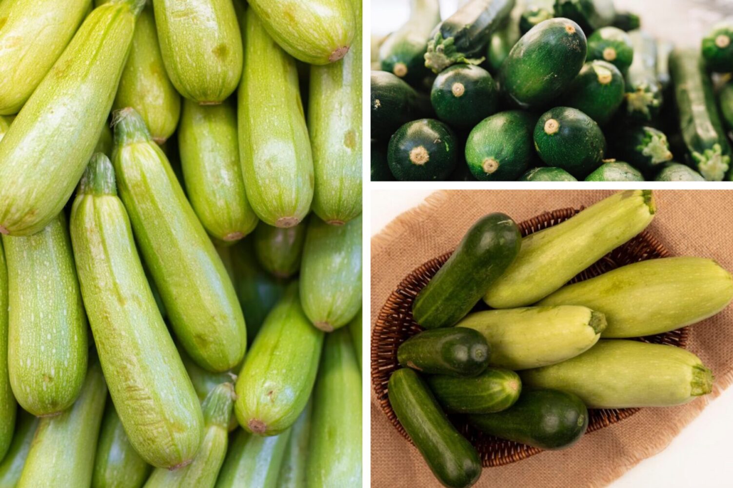 Агрономи назвали найврожайніші сорти кабачків, які стабільні у всьому