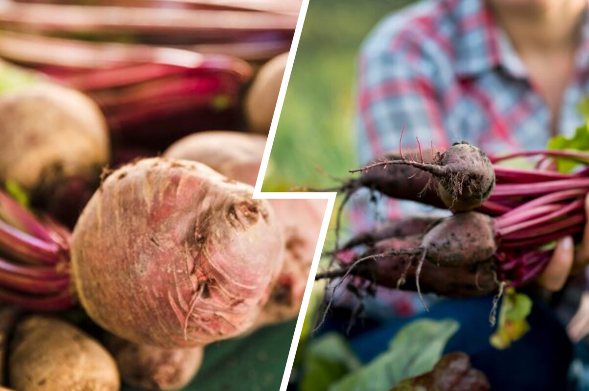 Городники розповіли, як зберегти врожай соковитим аж до весни 2025