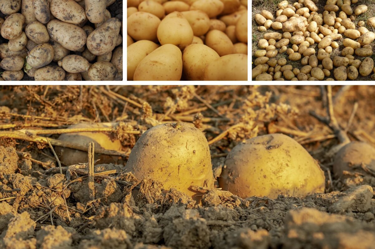 Агрономи назвали сорти картоплі, які дають низький і несмачний врожай
