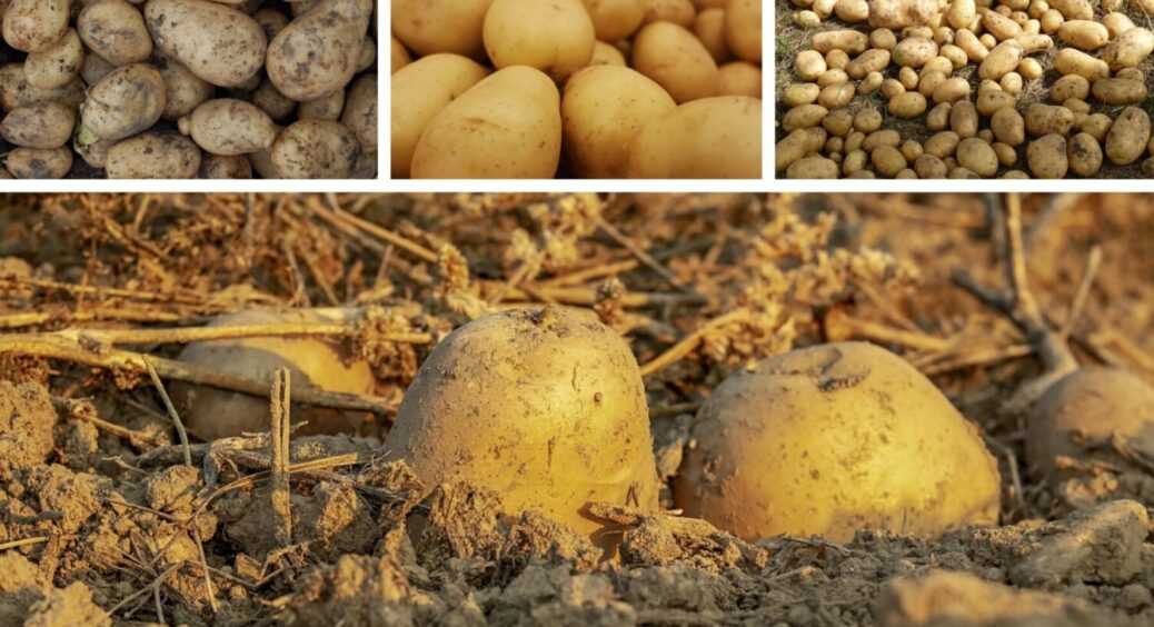 П’ять сортів картоплі, що “провалили” сезон-2025 у центральних областях: результати дегустації 